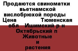 Продаются свиноматки  вьетнамской вислобрюхой породы  › Цена ­ 10 000 - Тюменская обл., Ишимский р-н, Октябрьский п. Животные и растения » Другие животные   . Тюменская обл.